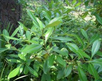 osmanthus americana 2.jpg